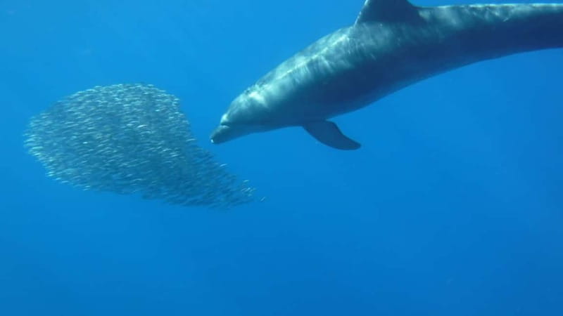 Los Cristianos: Kayak and Snorkel with Turtles and Photos - Snorkeling near the caves for about 20 minutes