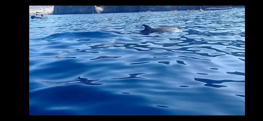 Los Cristianos: Kayak & Snorkel Tour with turtles and photos included - Key points to know before you paddle