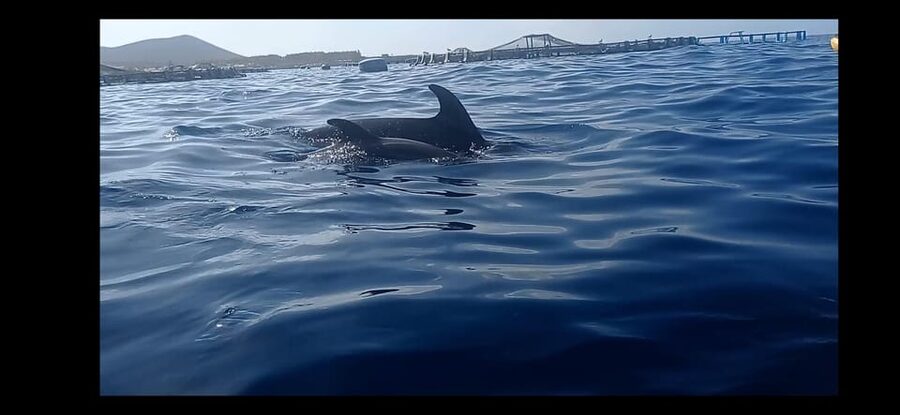Los Cristianos: Kayak & Snorkel Tour with turtles and photos included - Paddling out from Los Cristianos Beach