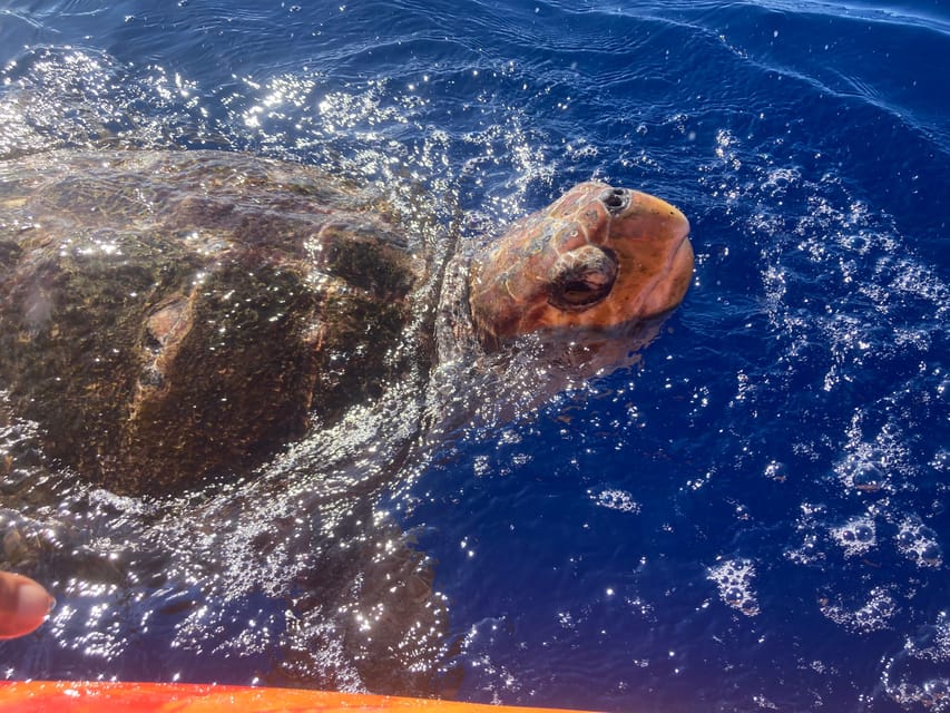 Los Cristianos: Kayak & Snorkel Tour with turtles and photos included - The guides make a practical difference