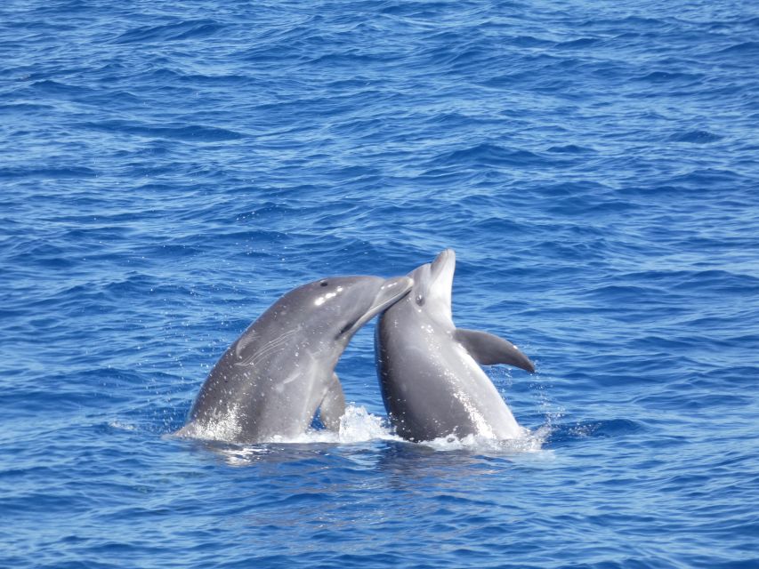 Los Cristianos Respectful No-Chase Whale and Dolphin Safari - My recommendation: book it for ethics and value