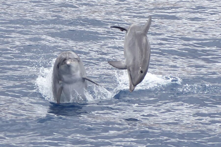 Los Cristianos Respectful No-Chase Whale and Dolphin Safari - Sailing from Puerto Los Cristianos