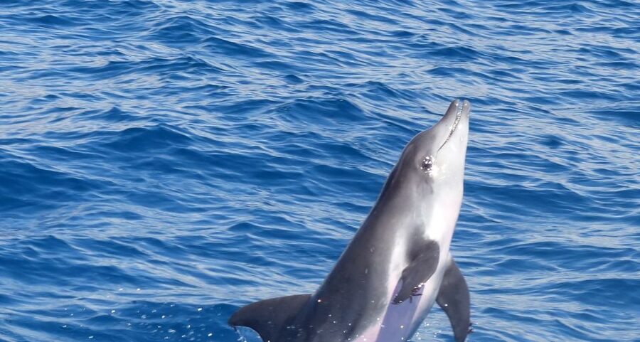 Los Cristianos Respectful No-Chase Whale and Dolphin Safari - Pilot whales, dolphins, and what you may see