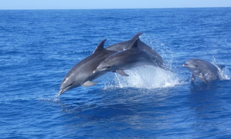 Los Cristianos Respectful No-Chase Whale and Dolphin Safari - Motion, weather, and practical comfort