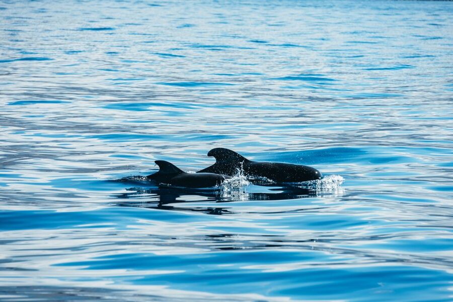 Los Cristianos Respectful No-Chase Whale and Dolphin Safari - What the $29 price gives you