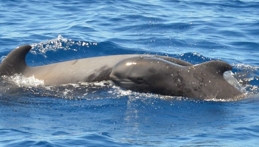 Los Cristianos Respectful No-Chase Whale and Dolphin Safari - Who will enjoy this safari most