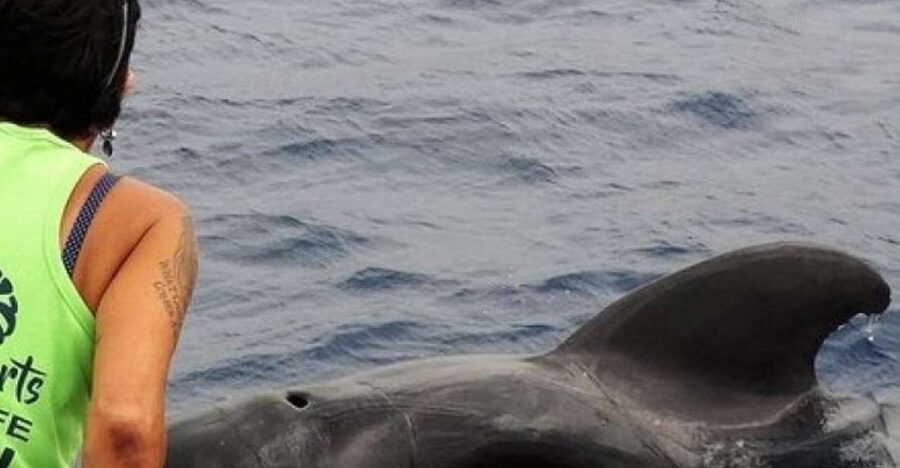 Los Cristianos Respectful No-Chase Whale and Dolphin Safari - Finding Zone A and getting aboard