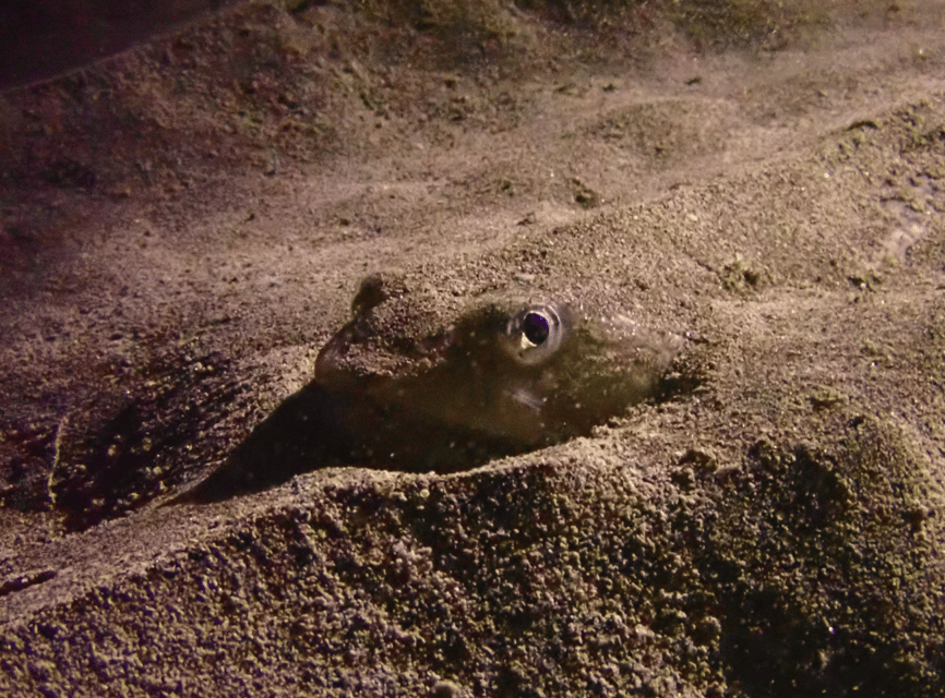Los Cristianos: Try Dive for beginners - Getting Ready at Ocean Dreams Tenerife