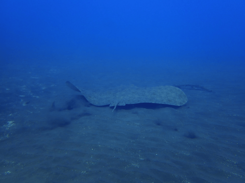 Los Cristianos: Try Dive for beginners - Marine Life Without the Crowds of a Large Group