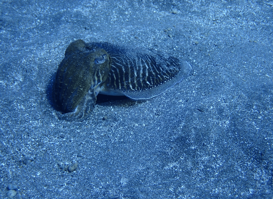 Los Cristianos: Try Dive for beginners - Reaching Five Meters in Los Cristianos
