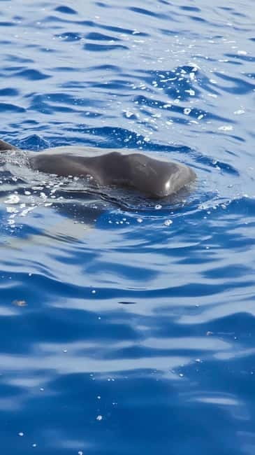 Los Cristianos: Viking Cruise Whales & Dolphins Watching - Two Hours Along Tenerife’s South Coast