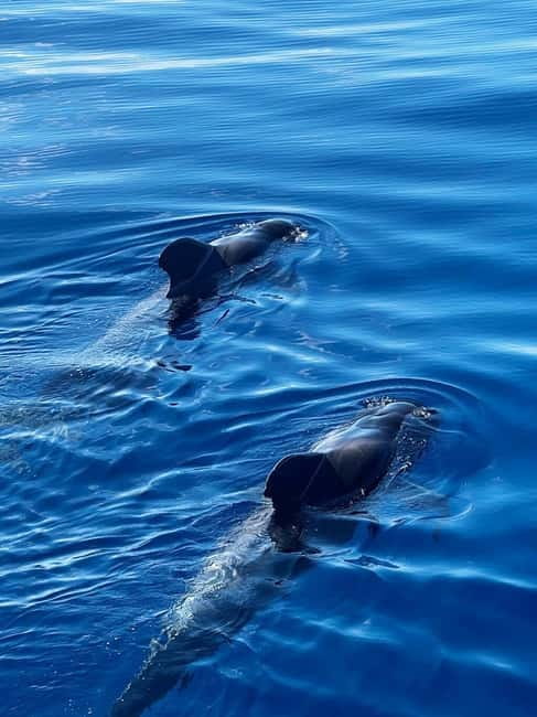 Los Cristianos: Viking Cruise Whales & Dolphins Watching - Practical Tips Before You Go