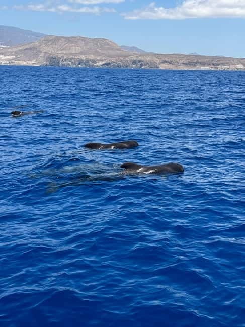 Los Cristianos: Viking Cruise Whales & Dolphins Watching - Should You Book Ragnarok?