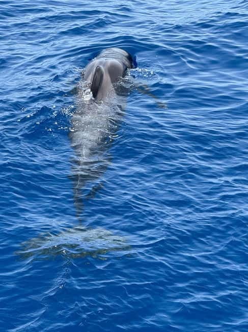 Los Cristianos: Viking Cruise Whales & Dolphins Watching - Watching Pilot Whales and Dolphins in the Wild