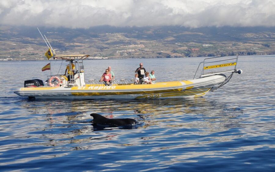 Los Gigantes: Dolphin and Whale Watching Cruise by Speedboat - Why this two-hour boat trip works