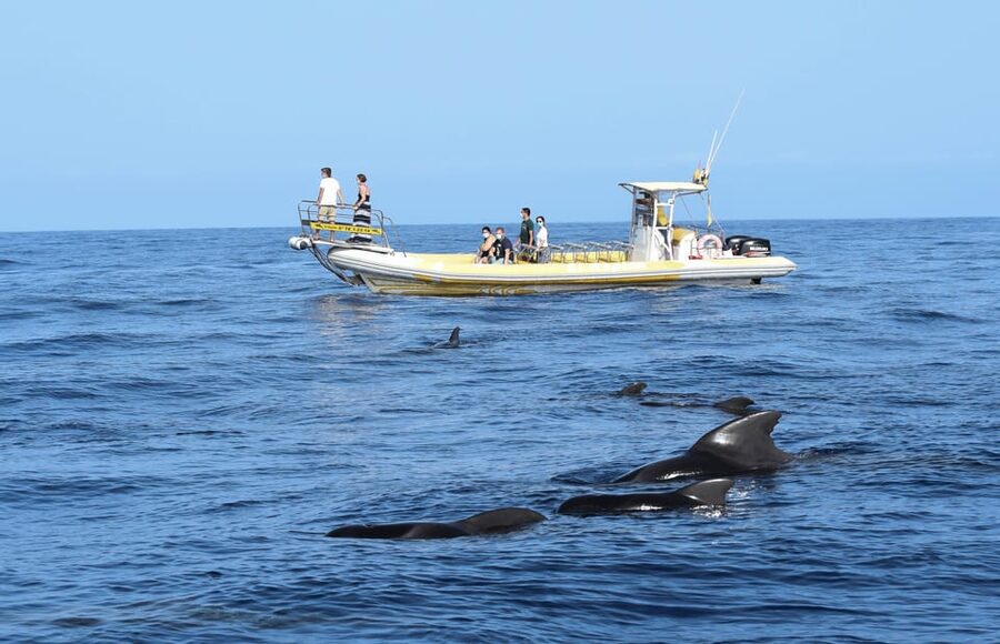Los Gigantes: Dolphin and Whale Watching Cruise by Speedboat - Meeting the boat at Los Gigantes