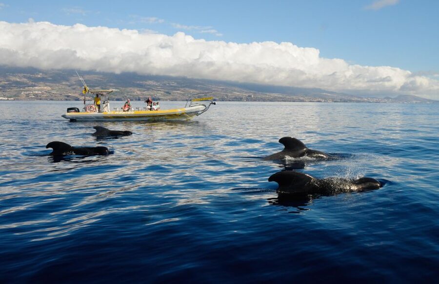 Los Gigantes: Dolphin and Whale Watching Cruise by Speedboat - Pilot whales, dolphins, and the real wildlife promise