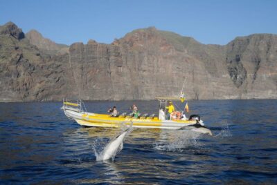 Dolphin and Whale Watching Cruise by Speedboat