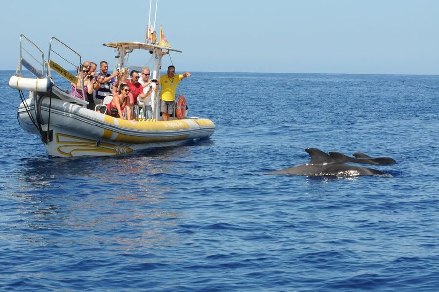 Los Gigantes: Dolphin and Whale Watching Cruise by Speedboat - Should you book the Los Gigantes speedboat?
