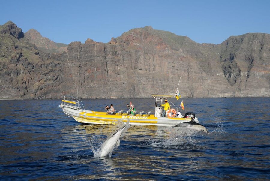 Los Gigantes: Dolphin and Whale Watching Cruise by Speedboat - Racing toward the Teno-Rasca Whale Sanctuary