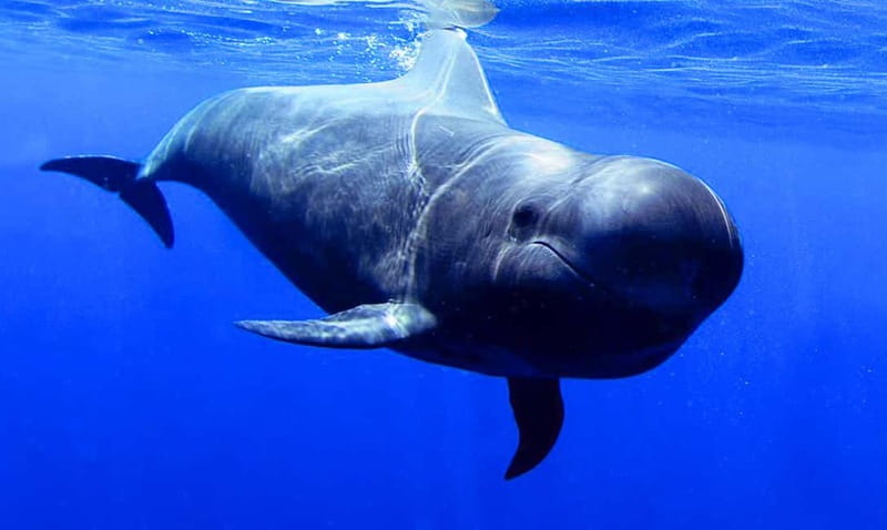 Los Gigantes: Dolphin and Whale Watching Tour with Drinks - Key points to know before you book