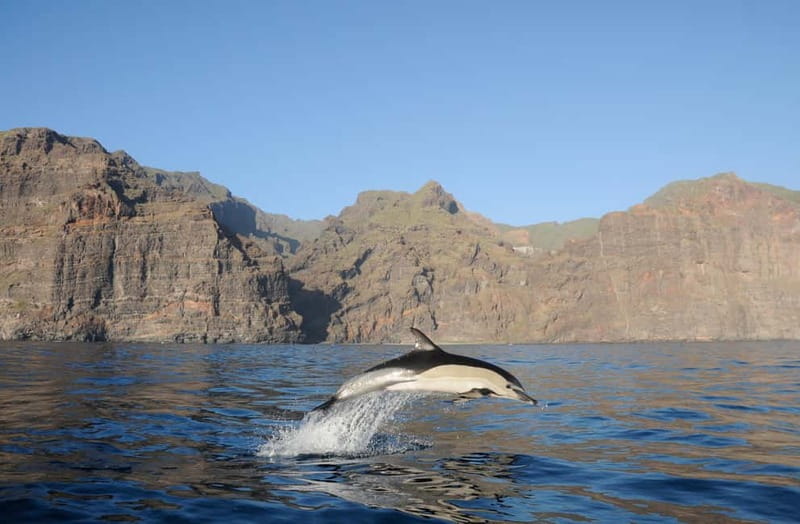Los Gigantes: Dolphin and Whale Watching Tour with Drinks - Sailing beneath the Masca and Los Gigantes cliffs