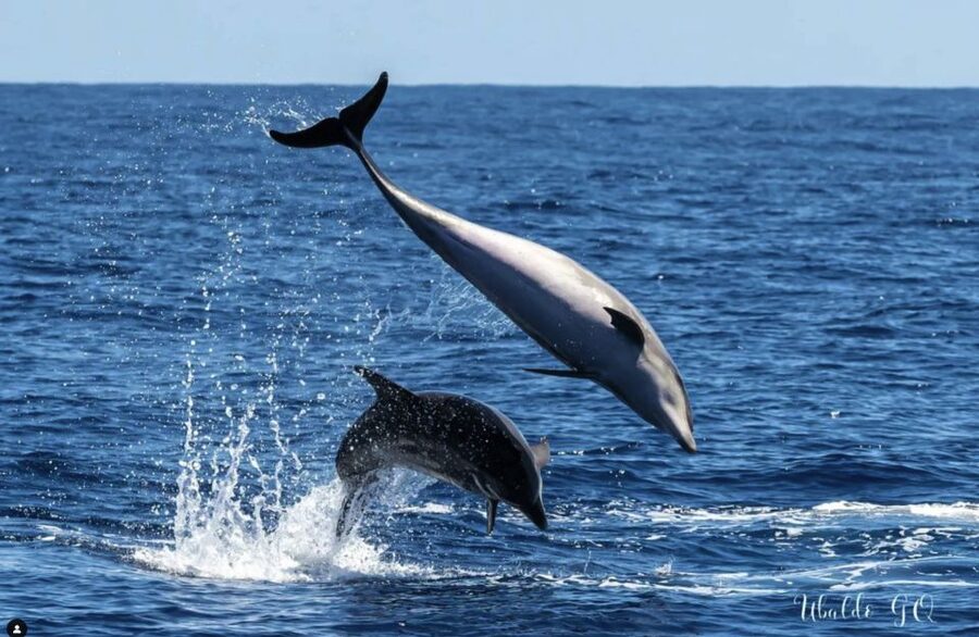 Los Gigantes: Dolphin and Whale Watching Tour with Drinks - Paella, fruit, and drinks on the 3-hour trip