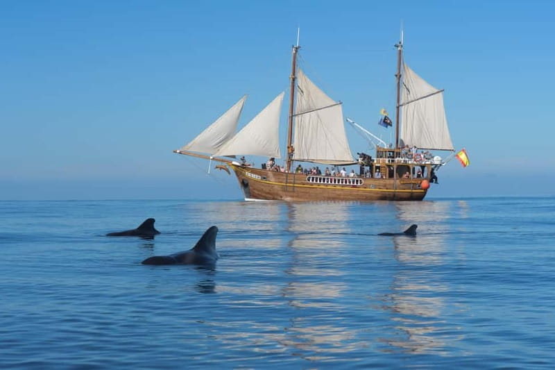 Los Gigantes: Dolphin and Whale Watching Tour with Drinks - Searching for dolphins and pilot whales