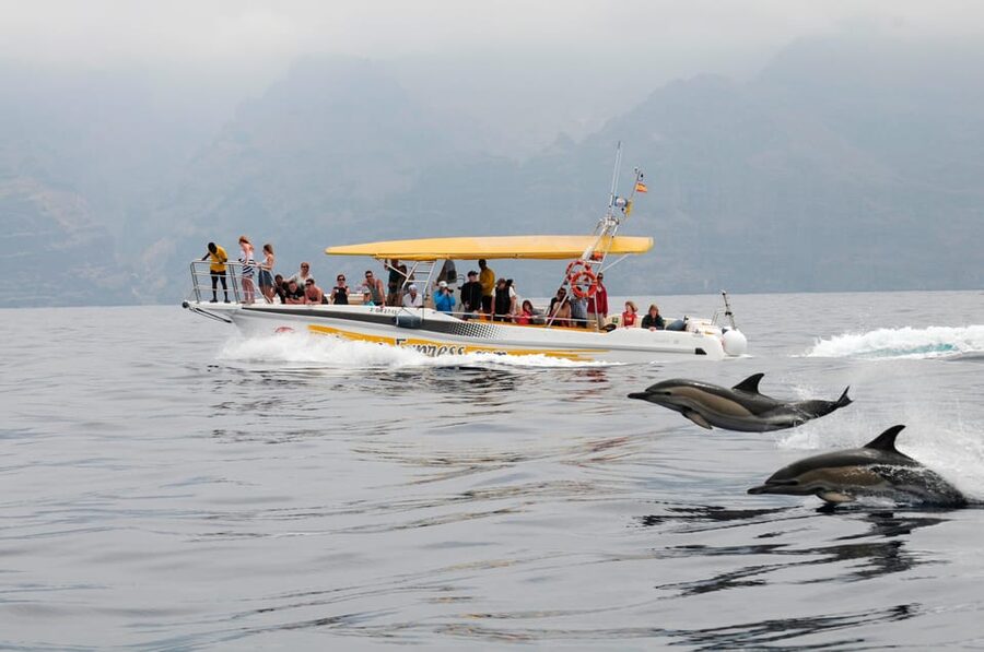 Los Gigantes: Dolphin & Whale Watching Cruise with Swim Stop - Why this two-hour cruise works so well