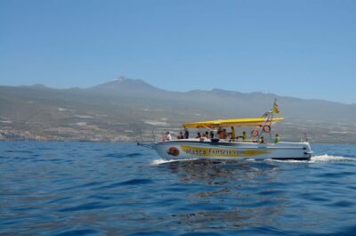 Dolphin & Whale Watching Cruise with Swim Stop