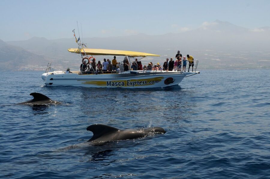 Los Gigantes: Dolphin & Whale Watching Cruise with Swim Stop - Motion, weather, and what to pack
