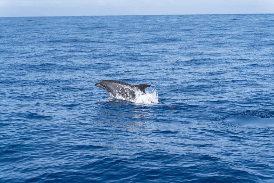 Los Gigantes: Sailing Excursion with Swimming, Drink & Tapas - The cliff cruise and natural coves