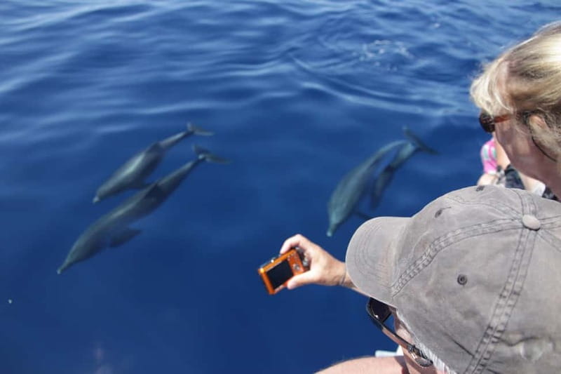 Los Gigantes: Whale or dolphin watching and swimming tour in Masca - Setting Out From Los Gigantes Harbor