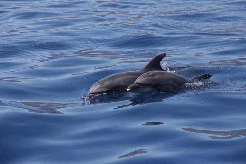 Los Gigantes: Whale or dolphin watching and swimming tour in Masca - Returning Beneath Los Gigantes