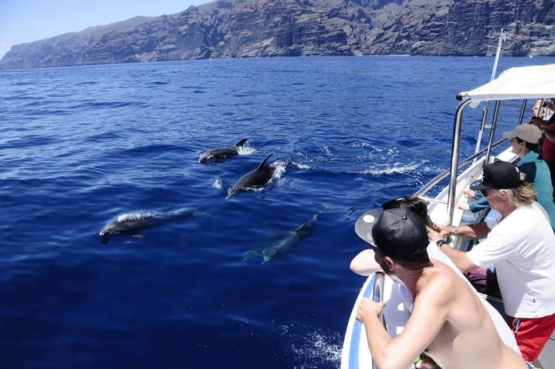 Los Gigantes: Whale or dolphin watching and swimming tour in Masca - Why the Small Boat Matters