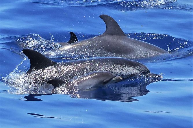 Los Gigantes Whale Watching Charter by Sail Boat - Why this small sailing charter feels different