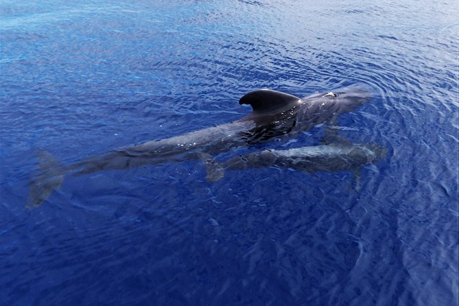 Los Gigantes Whale Watching Charter by Sail Boat - Lunch, fruit, and drinks on board