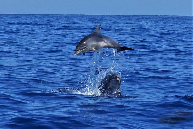 Los Gigantes Whale Watching Charter by Sail Boat - Should you book the Los Gigantes charter?