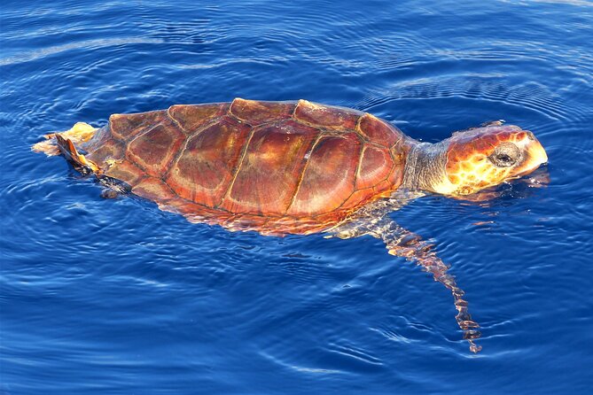 Los Gigantes Whale Watching Charter by Sail Boat - Looking for pilot whales and dolphins