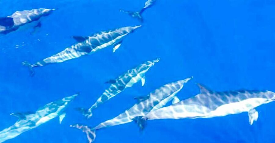 Los Gigantes: Whales and Dolphin Watching Cruise with Lunch - Key points to know before you book