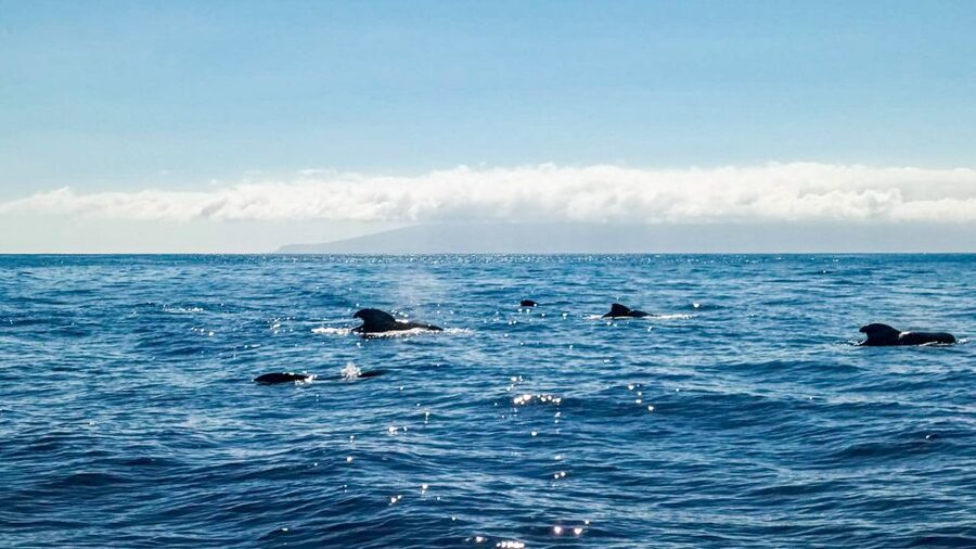 Los Gigantes: Whales and Dolphin Watching Cruise with Lunch - Booking details that matter