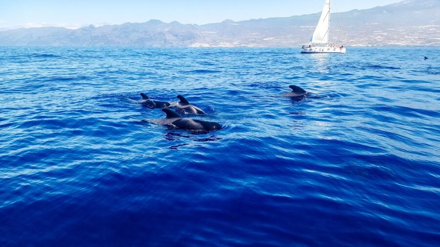 Los Gigantes: Whales and Dolphin Watching Cruise with Lunch - Setting out from Los Gigantes