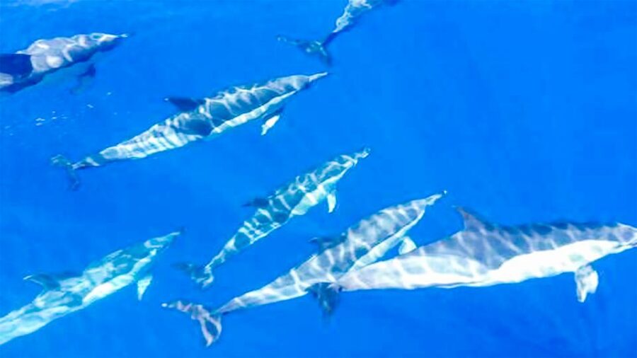 Los Gigantes: Whales and Dolphin Watching Cruise with Lunch - The 600-meter cliffs from the sea