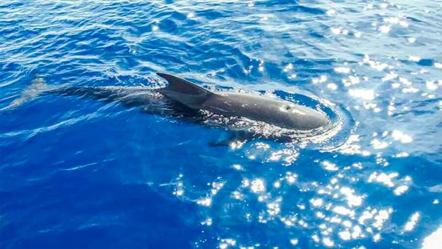Los Gigantes: Whales and Dolphin Watching Cruise with Lunch - Sunset departures and changing light