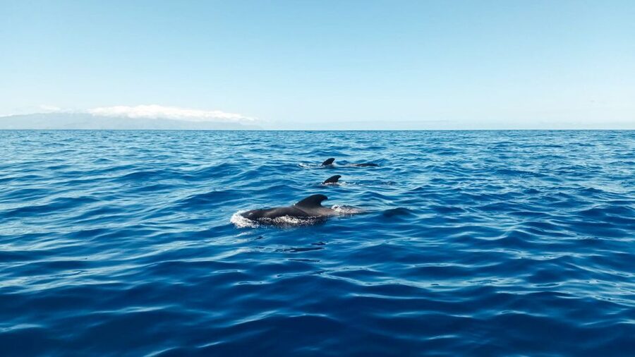 Los Gigantes: Whales and Dolphin Watching Cruise with Lunch - Searching for pilot whales and dolphins