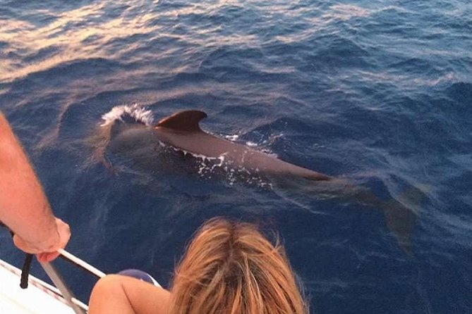 Luxury 3 Hour Yacht Private Charter - Whale and dolphin watching without a guarantee