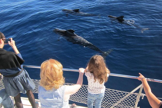 Most Famous Catamaran in Tenerife Island (2 hours and 3 hours tours) - Why pilot whale encounters can be special