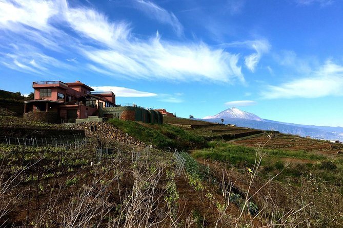 Mount Teide and Tenerife North with Food & Wine Tasting Private Tour - Bodegas Monje and its hand-worked vineyards