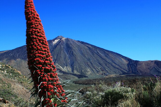 Mount Teide Quad Day Trip in Tenerife National Park - Weather, altitude, and the limits of the route