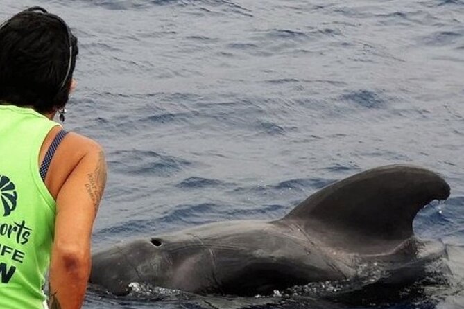 No chase Whale & Dolphin tour putting Marine Life first - we care - Key points to know before sailing
